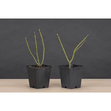 Planton Arce Palmatum Shishigashira