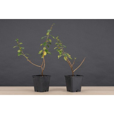 Planton Chaenomeles Japonica Sargenti