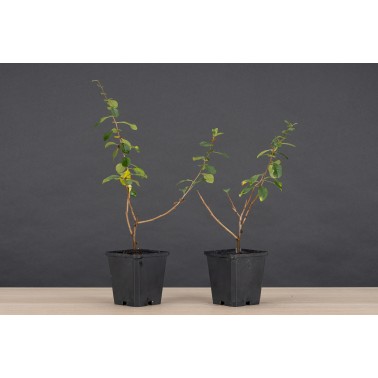 Planton Chaenomeles Japonica Sargenti