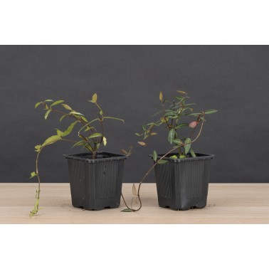 Planton Trachelospermum Asiaticum