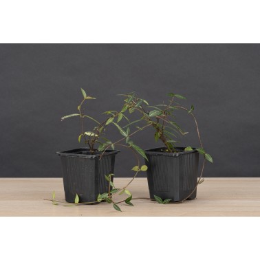 Planton Trachelospermum Asiaticum