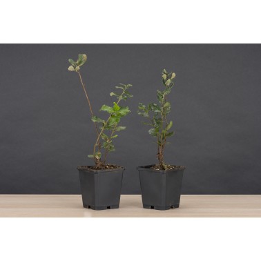 Planton Quercus Suber