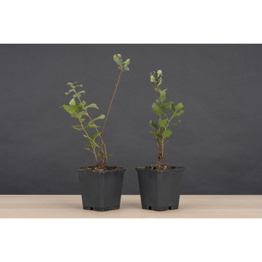 Planton Quercus Suber