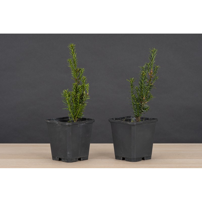 Planton Taxus Baccata