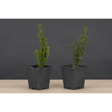 Planton Taxus Baccata