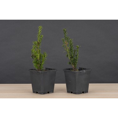 Planton Taxus Baccata