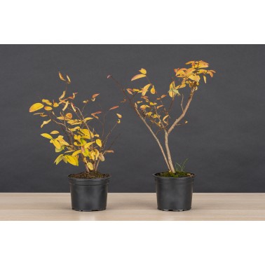Planton Lagerstroemia Indica