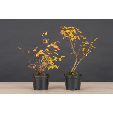 Planton Lagerstroemia Indica