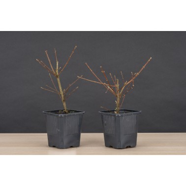 Planton Premna japonica - Nioi Kaede