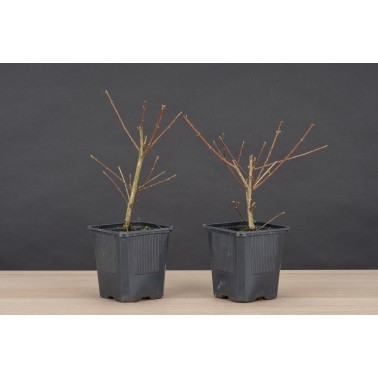 Planton Premna japonica - Nioi Kaede