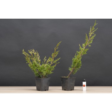 Planton Juniperus Chinensis Itoigawa