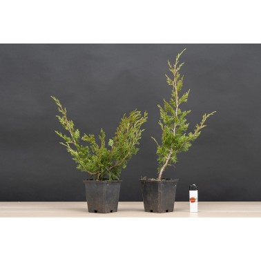 Planton Juniperus Chinensis Itoigawa