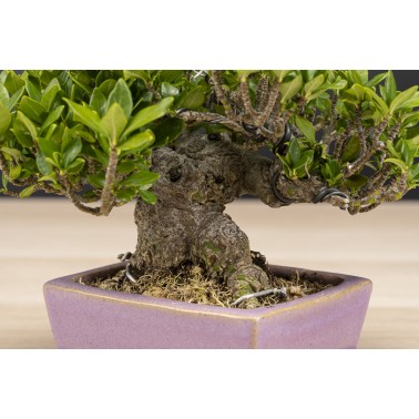 Gardenia Jasminoides A26092