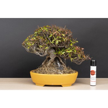 Trachelospermum  A26088