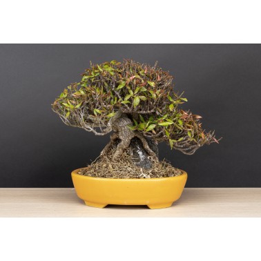 Trachelospermum  A26088