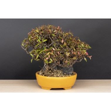 Trachelospermum  A26088