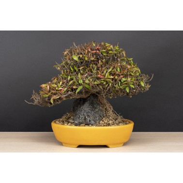 Trachelospermum  A26088