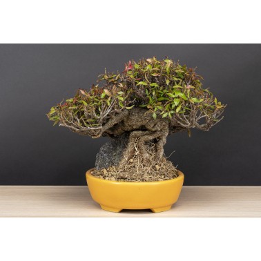 Trachelospermum  A26088