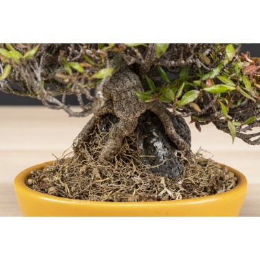 Trachelospermum  A26088