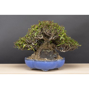 Trachelospermum  A26089
