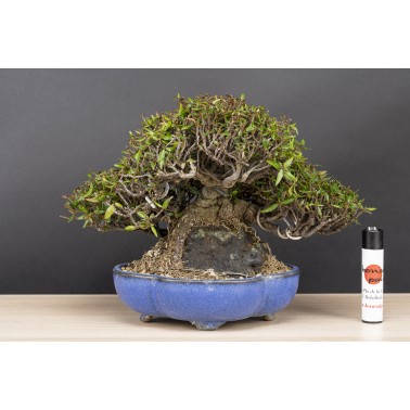 Trachelospermum  A26089
