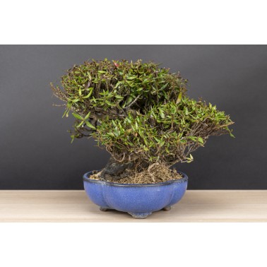Trachelospermum  A26089