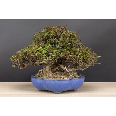 Trachelospermum  A26089