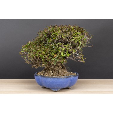 Trachelospermum  A26089