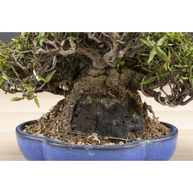 Trachelospermum  A26089
