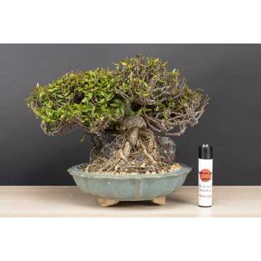 Trachelospermum  A26090