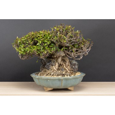 Trachelospermum  A26090