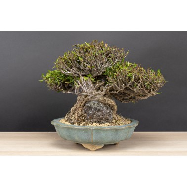 Trachelospermum  A26090