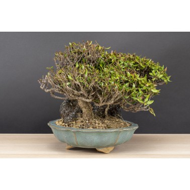 Trachelospermum  A26090