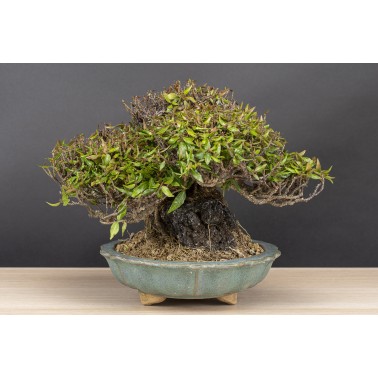 Trachelospermum  A26090
