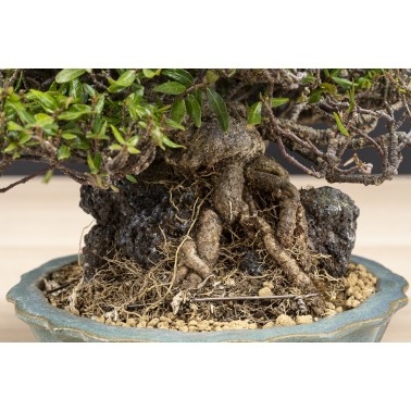 Trachelospermum  A26090