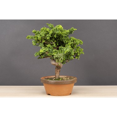 Sekka Hinoki - Chamaecyparis Obtusa A26180