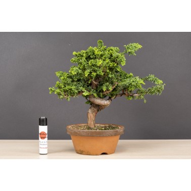 Sekka Hinoki - Chamaecyparis Obtusa A26180