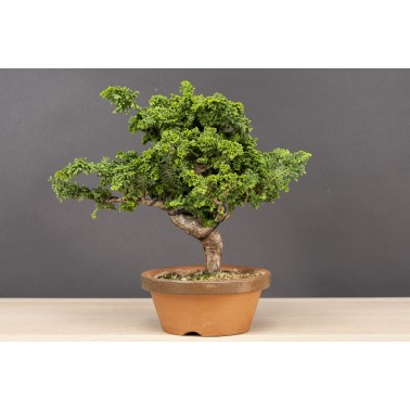 Sekka Hinoki - Chamaecyparis Obtusa A26180