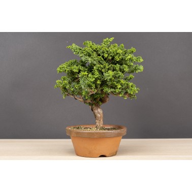 Sekka Hinoki - Chamaecyparis Obtusa A26180