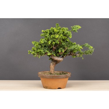 Sekka Hinoki - Chamaecyparis Obtusa A26180
