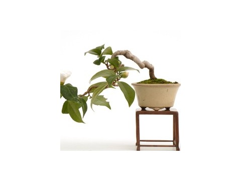 Bonsáis tamaño Shohin. Tienda Online de Bonsáis