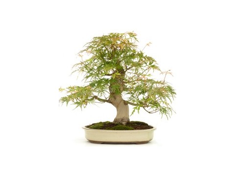 Bonsai Trees. Bonsai Tree Online Shop